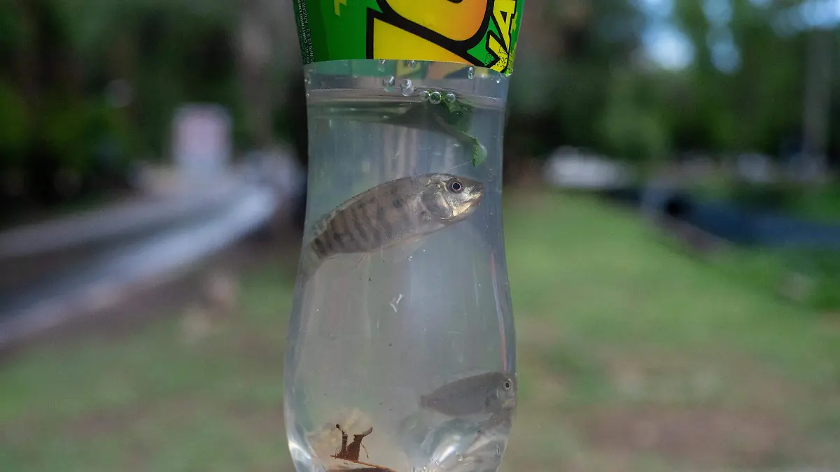 Rescate de peces del Parque Tangamanga I (1)